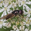 Cheilosia scutellata, hoverfly, male, Alan Prowse